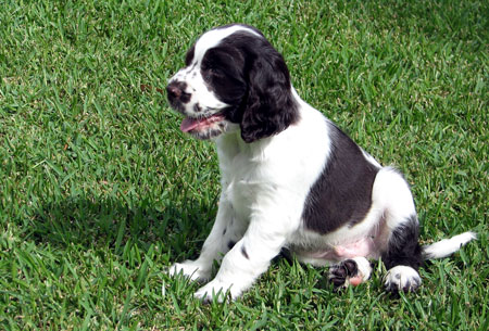 Baxter McNeill, our new English Springer Spaniel